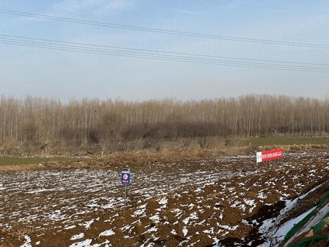 北拒马河涿州段,河道附近的树林仍然可见"23·7"洪水的痕迹 本文图片