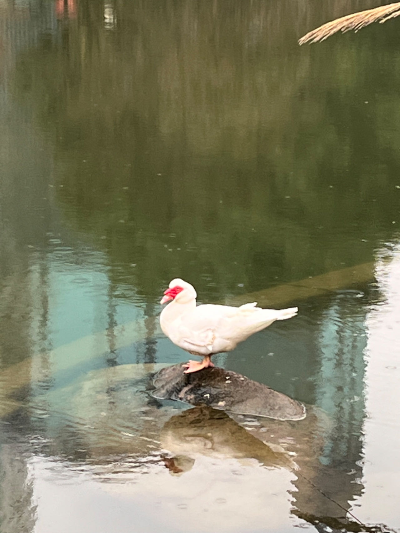 延中绿地湖畔水禽