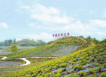 内江市东兴区的天冬基地.