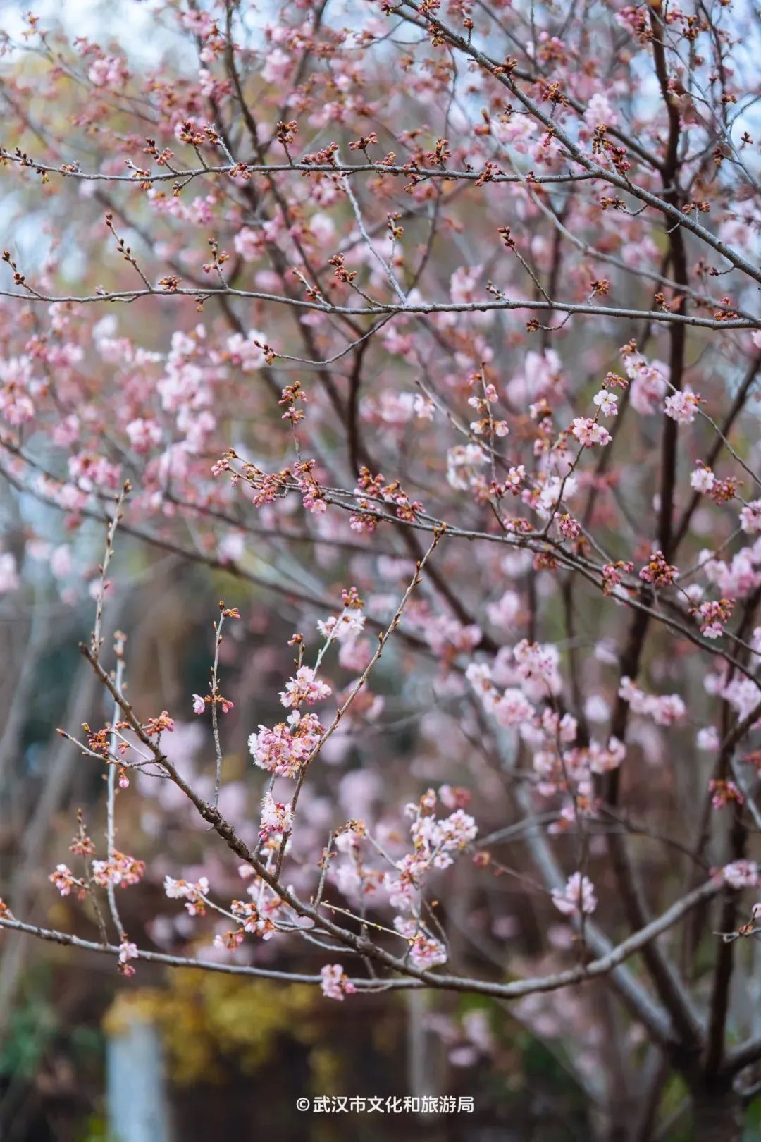 武汉大学文理学部第五教学楼附近的椿寒樱.图源:武汉市文化和旅游局