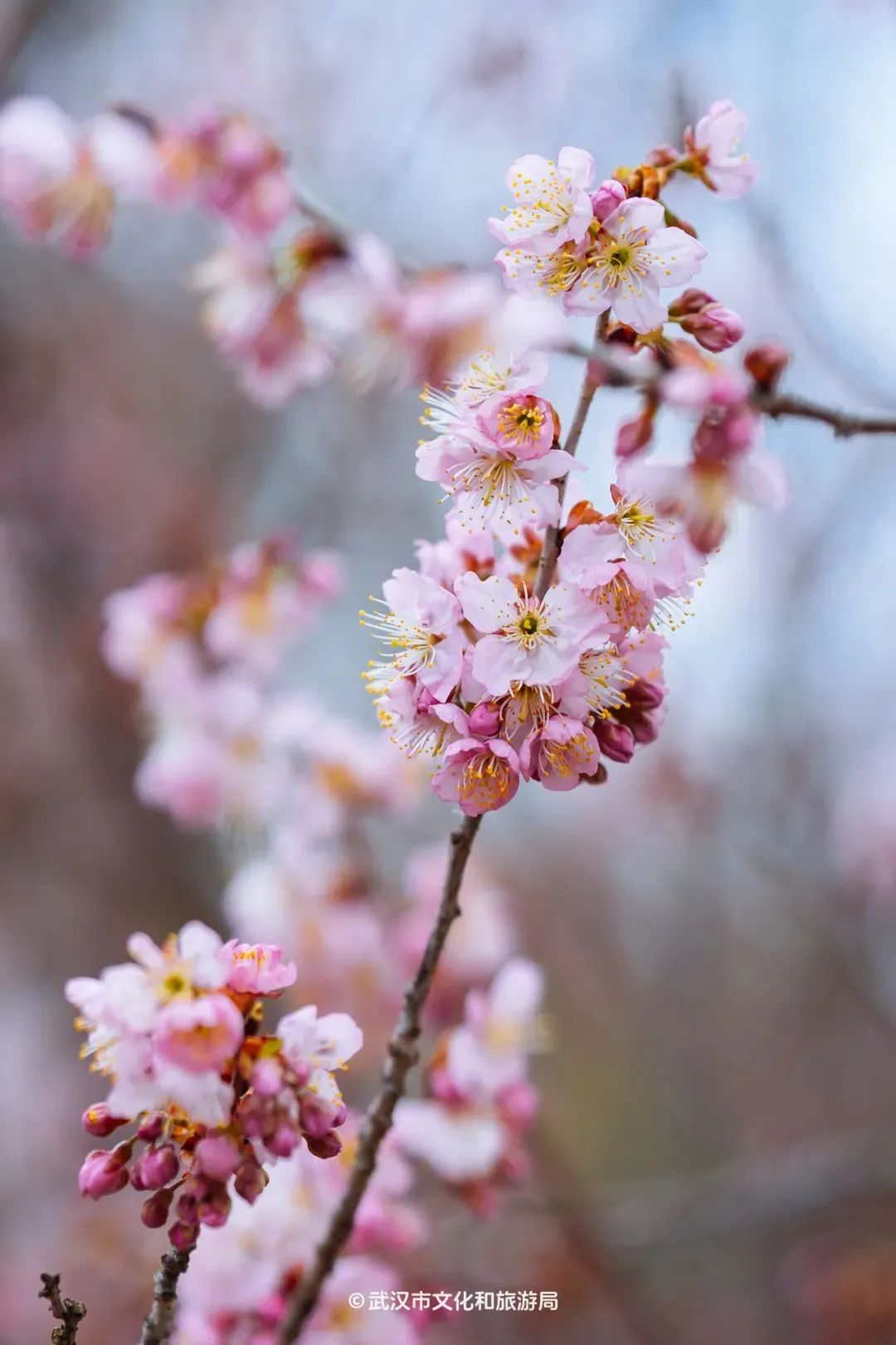 武汉大学文理学部第五教学楼附近的椿寒樱.图源:武汉市文化和旅游局