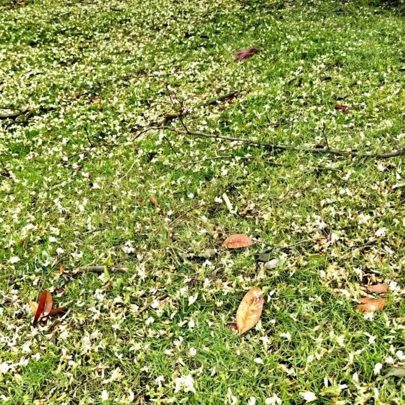 1027悦听(七十八)|《相见欢·林花谢了春红》|相见欢·林花谢了春红|李煜|钟峰_新浪新闻