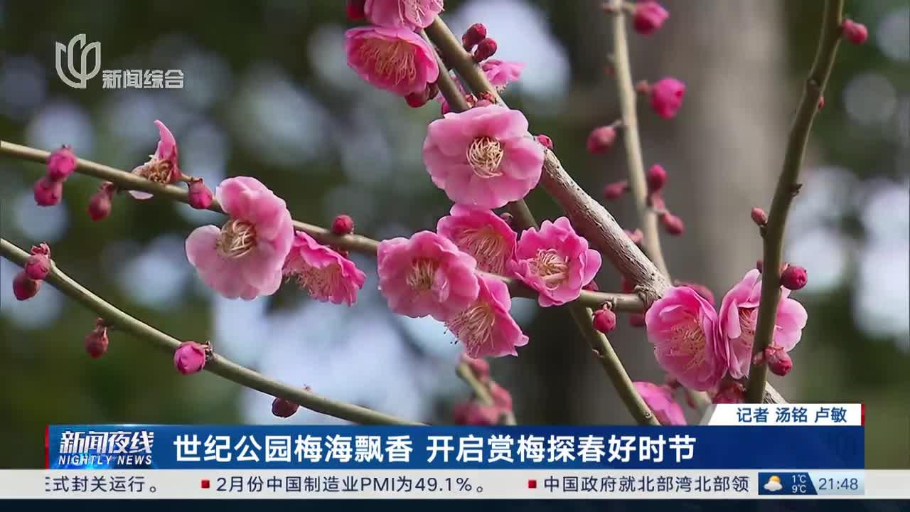 世纪公园梅海飘香 开启赏梅探春好时节