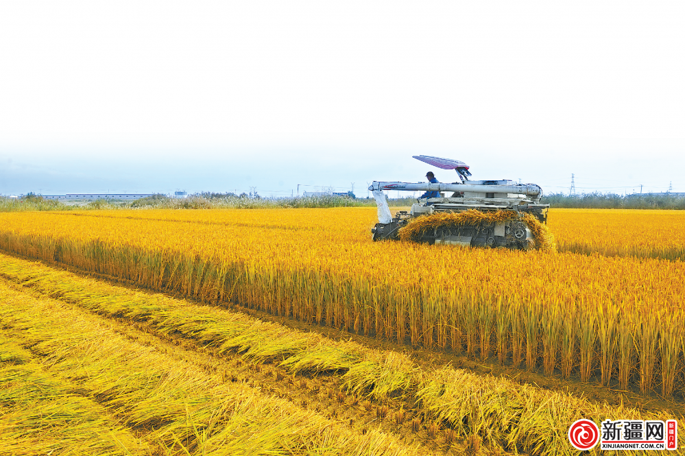 米东区万亩水稻收割。（乌鲁木齐晚报资料图片）