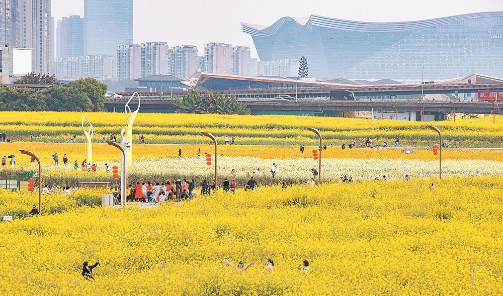 一片片盛开的油菜花吸引市民游客拍照留影 摄影 李冬