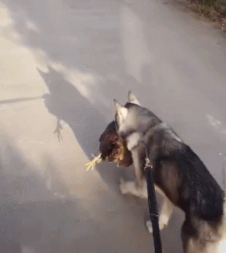 网友出门遛哈士奇,可没想到回来狗子竟抓了只鸡,哭笑不得了!