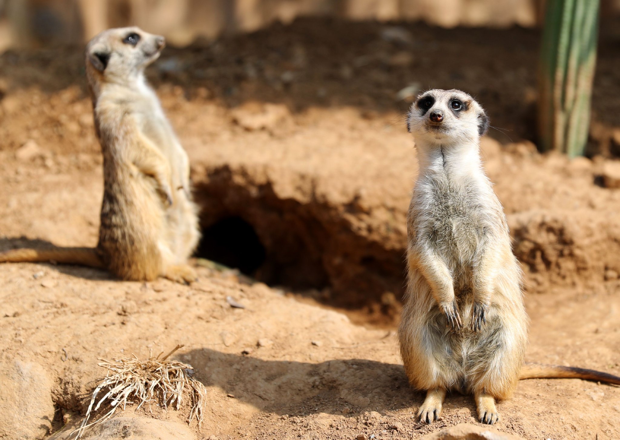 3月3日,在青岛森林野生动物世界,两只细尾獴在晒太阳.张进刚 摄