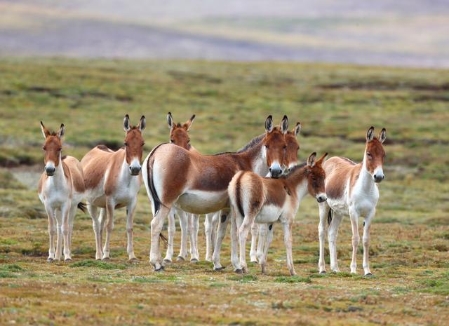 今天是世界野生动植物日,一组图片看美丽生灵