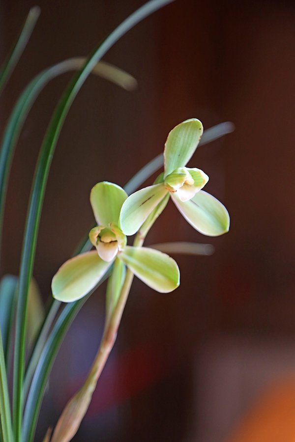 兰花展品兰花展品展览期间,上海植物园还将举办古琴演奏,书画泼墨