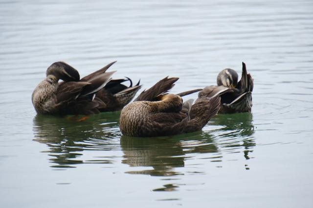 春江水暖鸭先知 野鸭群畅游南湖公园|南湖公园_新浪财经_新浪网