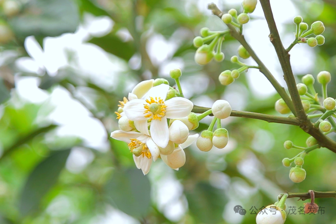 橘红花开,满城芬芳!化州聚力"百千万工程"绘出发展新图景