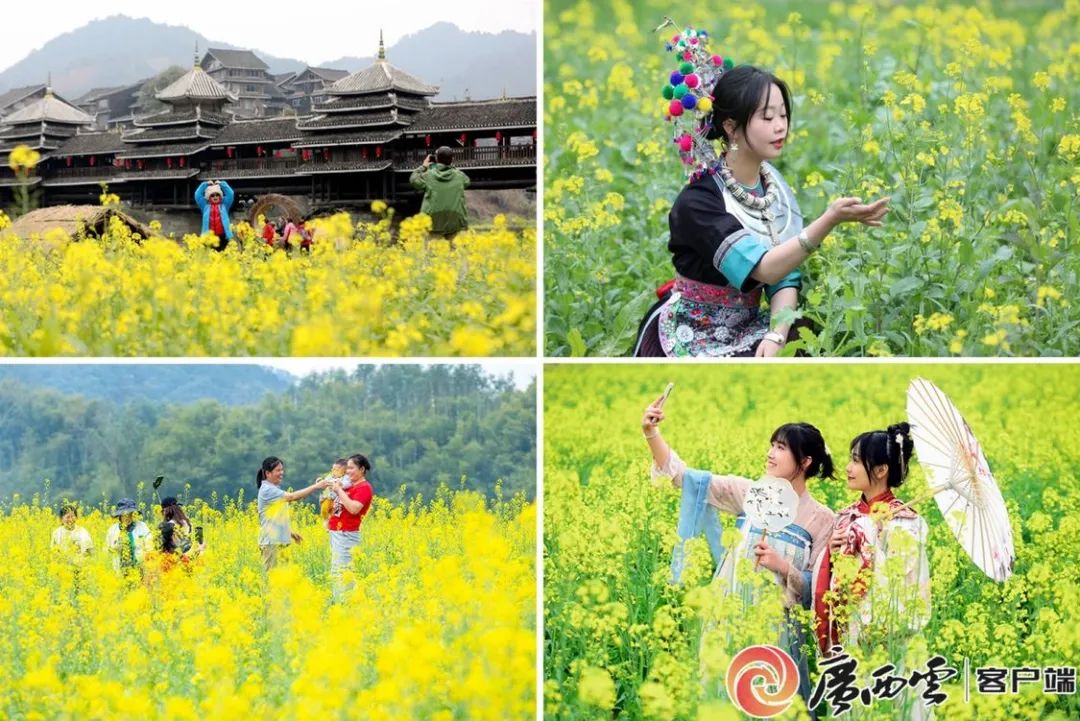 2022春节柳州赏油菜花图片