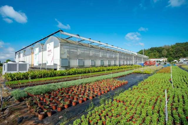 "花园里"基地,苗木繁盛.