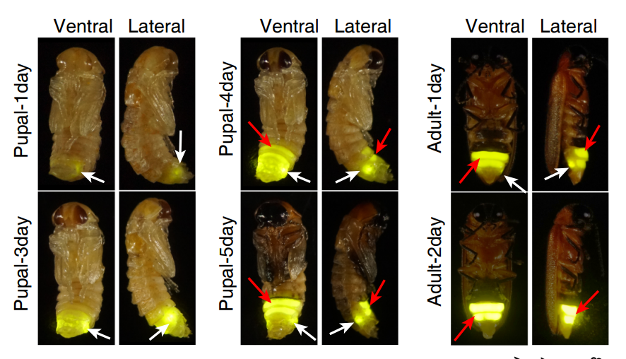 付新华介绍,萤火虫发光是一种生物化学反应,由其腹部特有的发光器发出