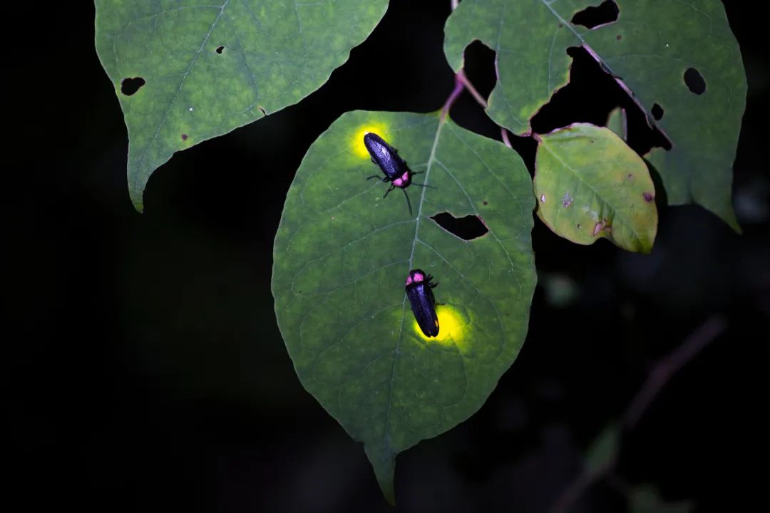 我科学家揭开萤火虫成虫发光器发育的关键机制
