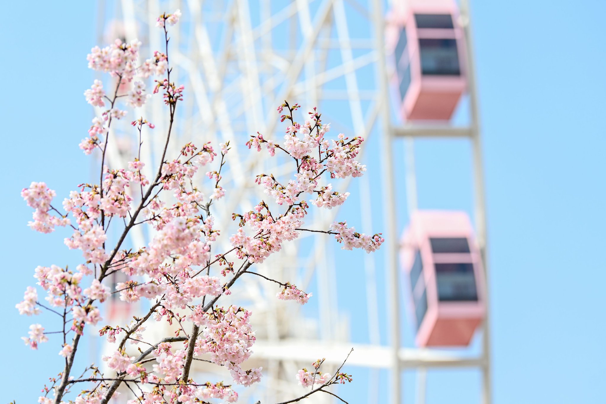2024年3月8日,上海顾村公园,游客在樱花树下拍照.