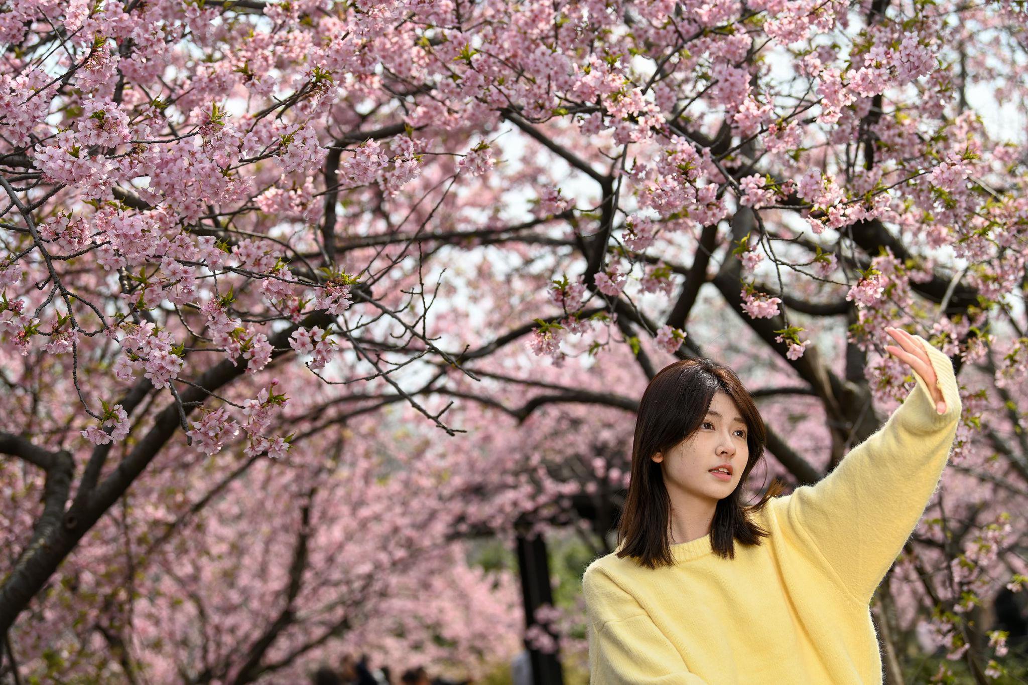 游客在樱花树下拍照.