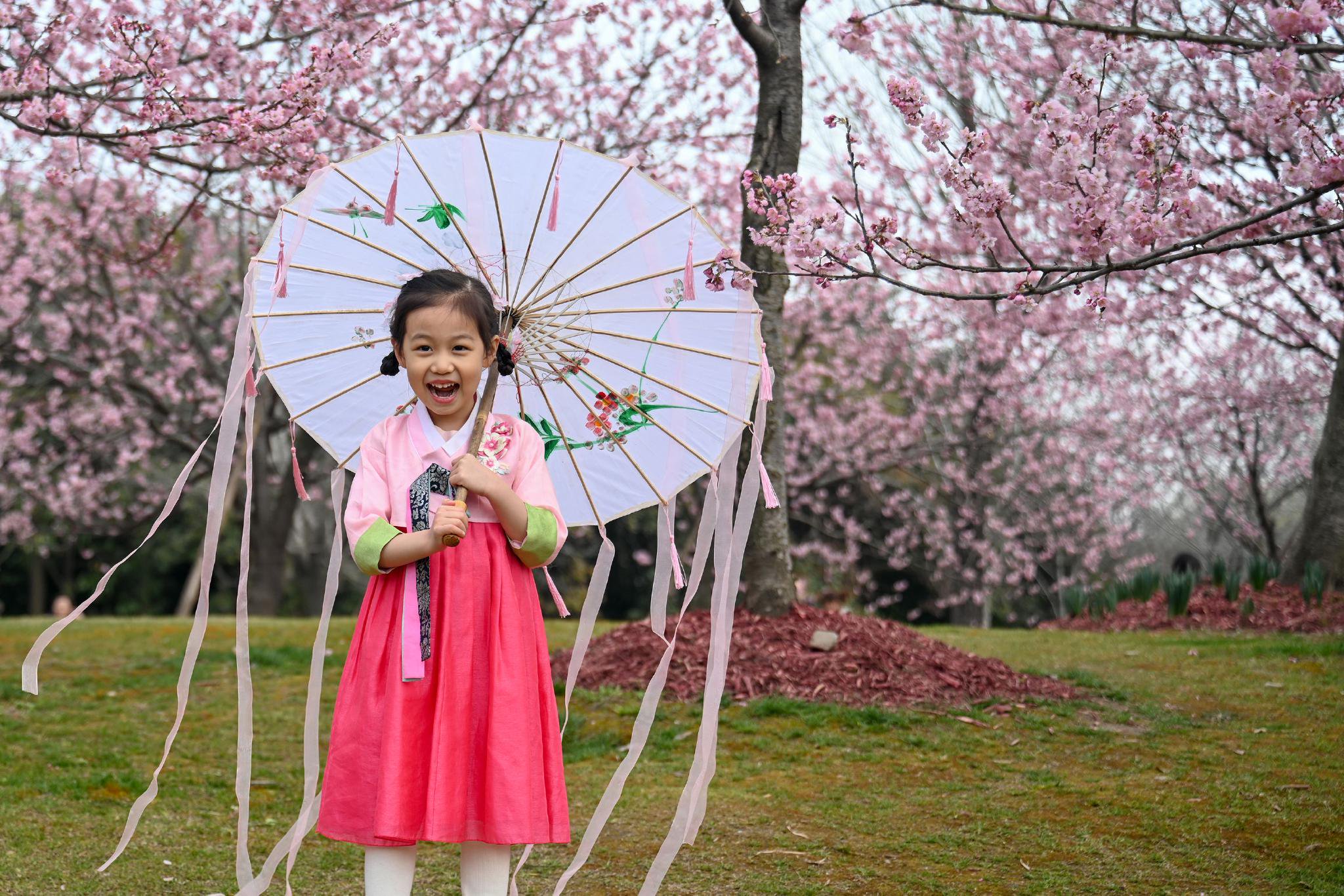 小女孩在樱花树下拍照.