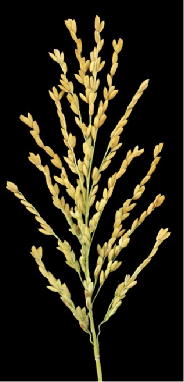 364_755竖版 竖屏