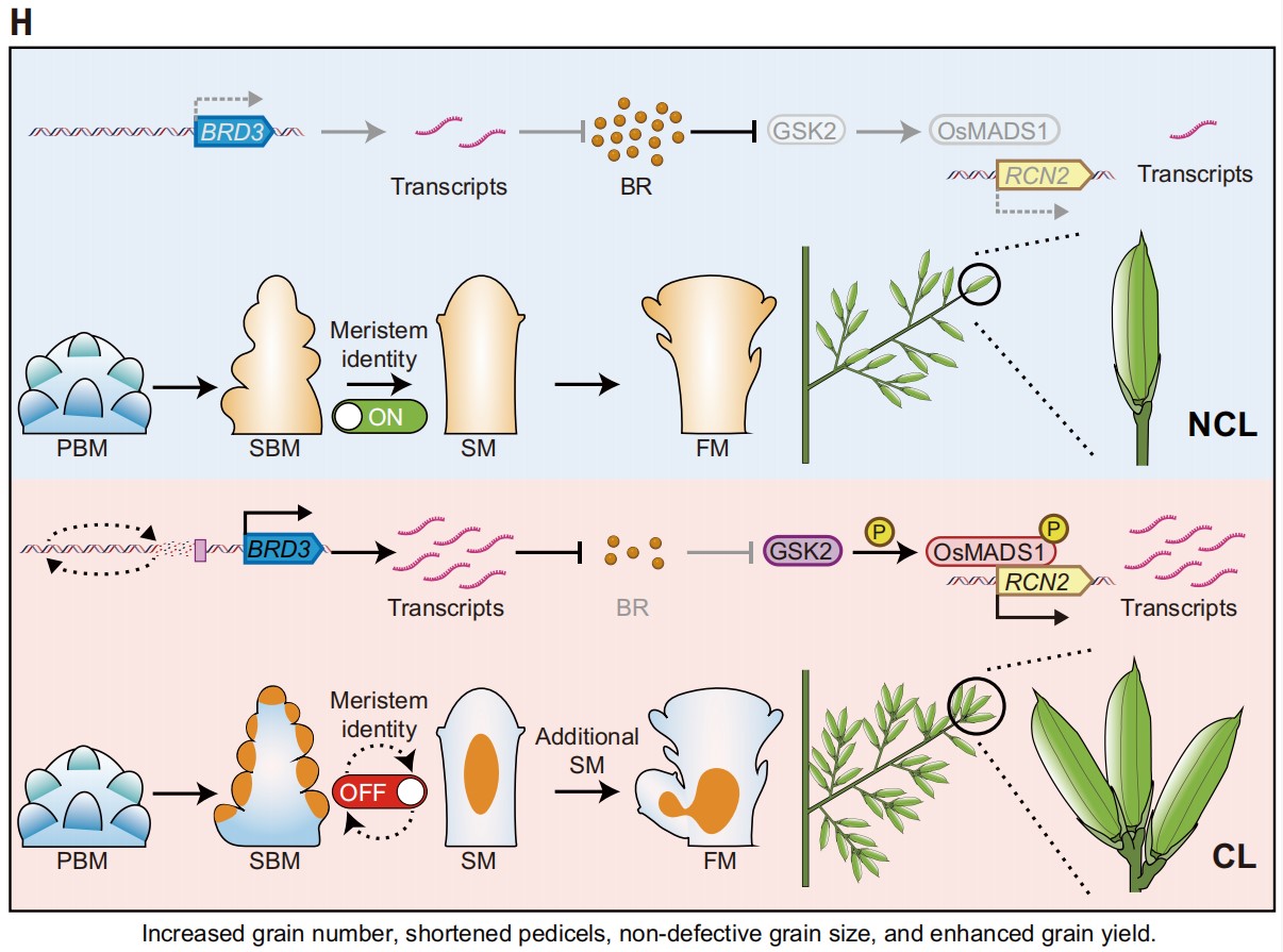 《科学》刊文:我国科研团队历时7年揭示复粒稻高产奥秘|水稻_新浪财经