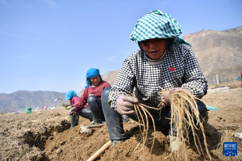 3月7日,在岷县梅川镇中药材标准化种植基地内,药农在整理黄芪种苗.