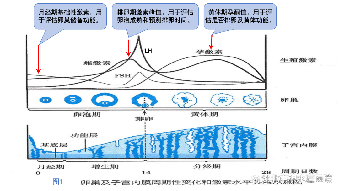 基础性激素,排卵期(卵泡晚期)激素峰值和黄体期孕酮水平及代表的意义