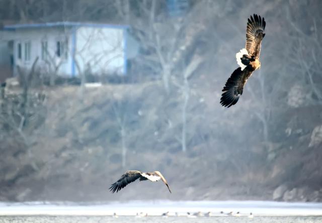 珍稀猛禽白尾海雕再次造访,平谷将制定明星物种栖息地保护计划|平谷