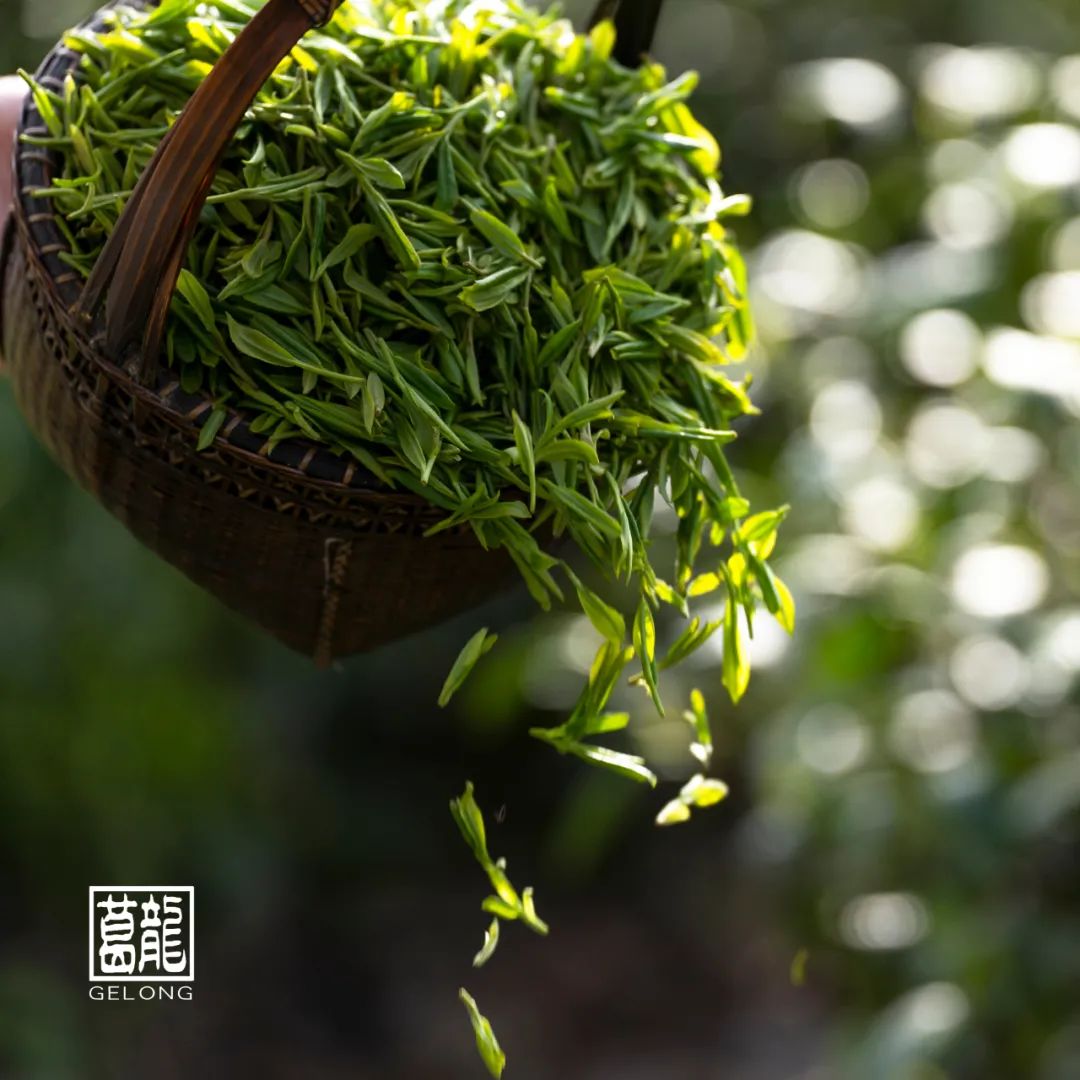 不负春光,美好皆在一盏茶中|春茶_新浪财经_新浪网