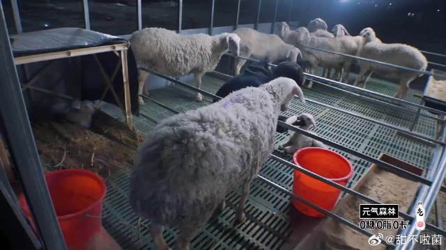 给小羊羔喂奶,这姿势真跟哄小孩似的,抱在怀里摇摇|种地吧|佩洛西_新浪新闻
