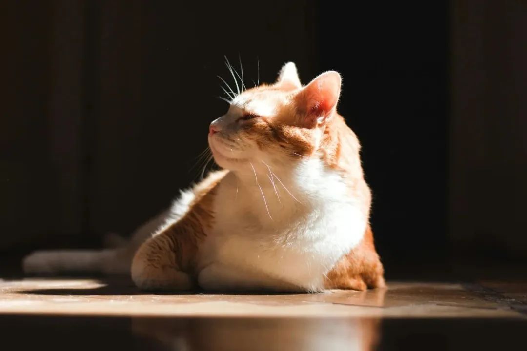 春光明媚小猫万岁丨萌宠寻人启事