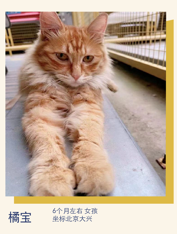 春光明媚小猫万岁丨萌宠寻人启事