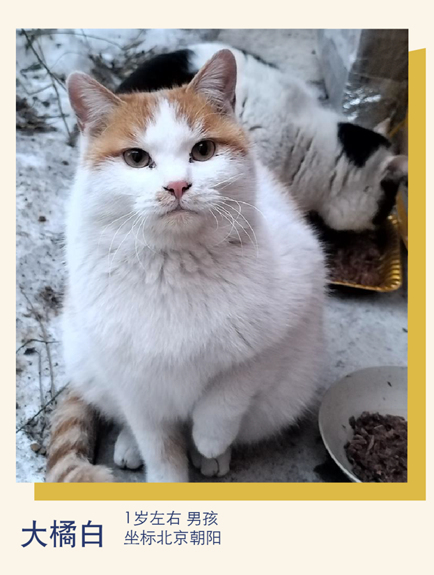 春光明媚小猫万岁丨萌宠寻人启事