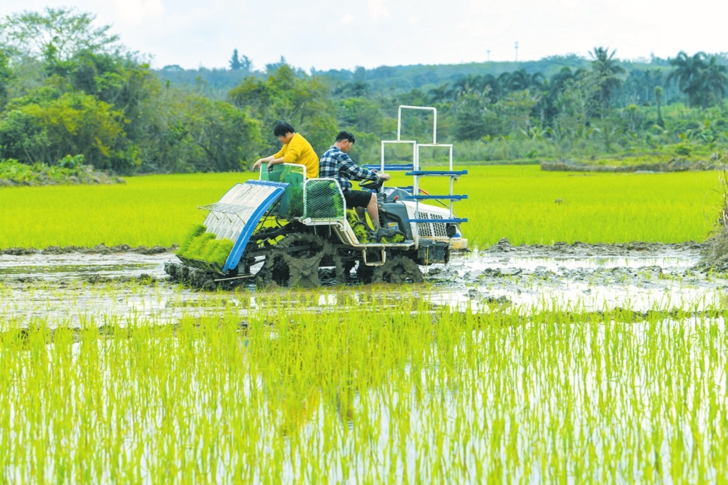 在琼山区云龙镇坡仑村,村民正在使用插秧机进行插秧.记者 苏弼坤 摄