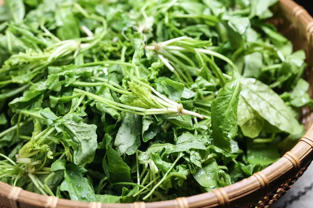 品读|把春天吃进肚子里|荠菜_新浪财经_新浪网