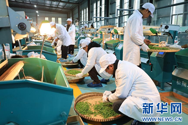 2024年"晴隆绿茶杯"制茶技能大赛举行