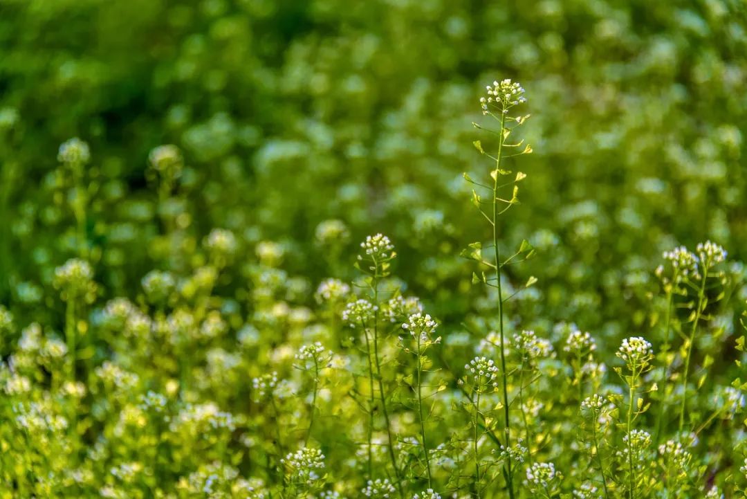 也曾是个"野采小白",偶尔一次跟着大妈们挖到了蒲公英,说是可以泡水喝
