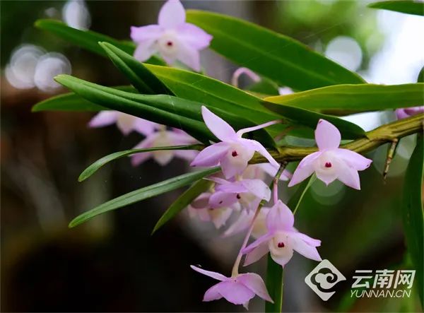 虾球等三七煮鸡,三七清汤气锅牛腩其根,茎,叶,花均可入药入食除了药用