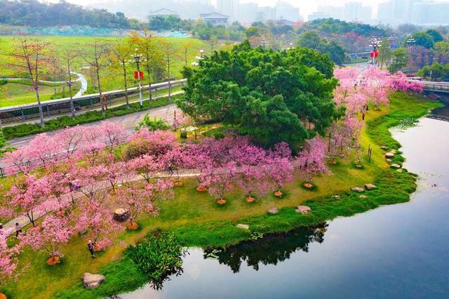 春意浓 到广州黄埔赏花踏青|花海_新浪财经_新浪网