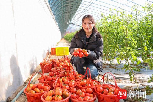 云台农场:西红柿丰收映红乡村振兴致富路|乡村振兴_新浪财经_新浪网
