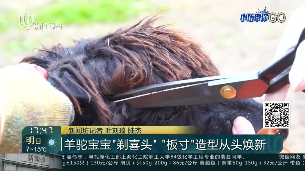 羊驼宝宝"剃喜头""板寸"造型从头焕新