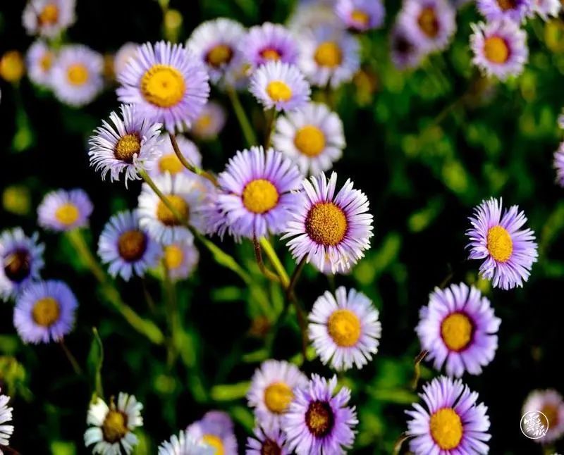 图源:云报客户端云南是灯盏花的原产地和主产区拥有近100%原料种植97%