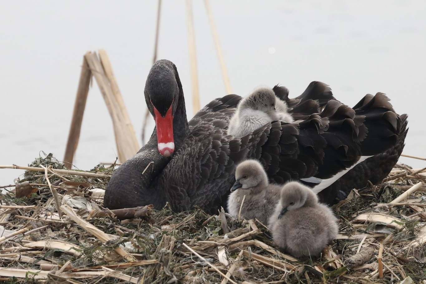 多物种栖息勾勒亦庄新城生态画卷_新浪财经_新浪网