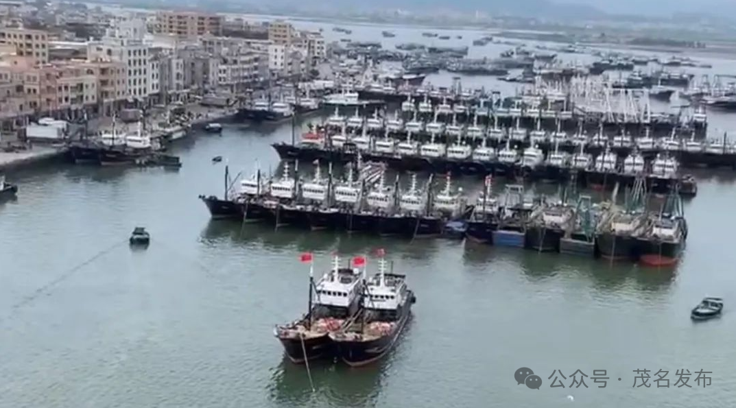 茂名海洋产业多点开花|茂名市_新浪财经_新浪网