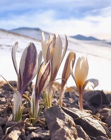 图/新疆伊犁布衣抖音号