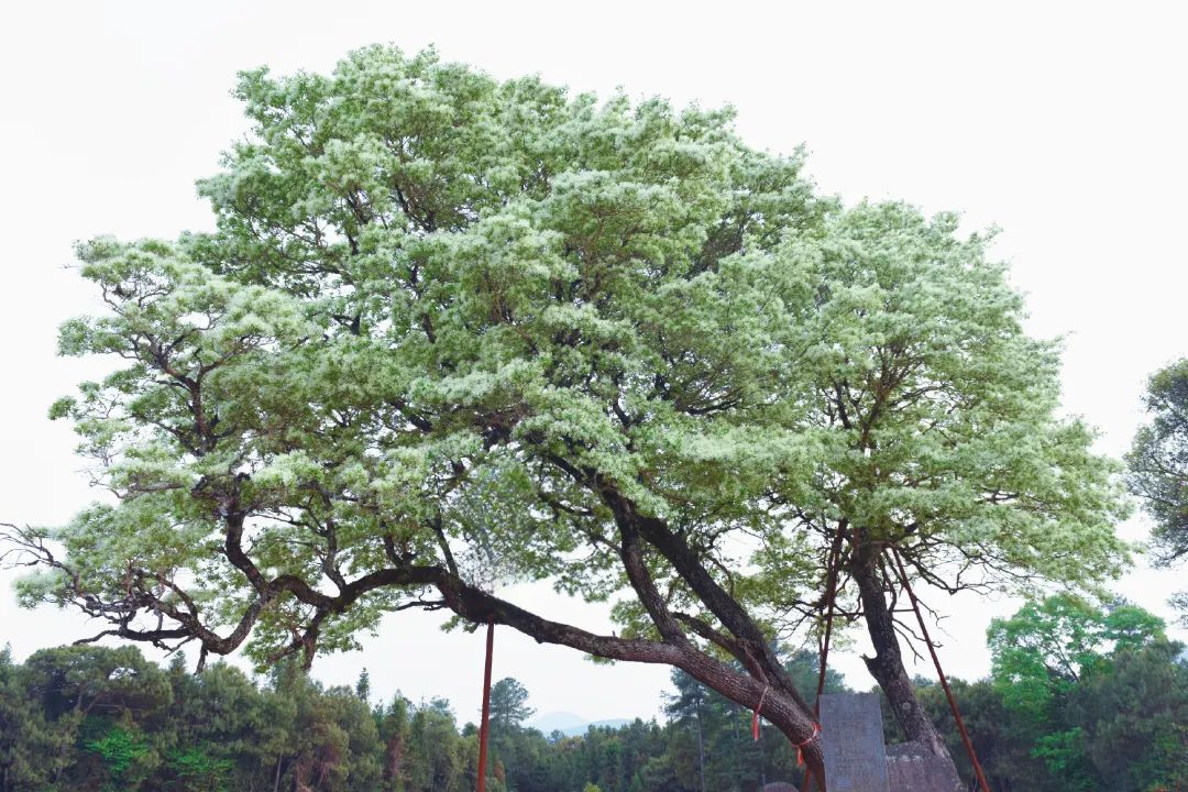 云南这些"稀罕树",每棵都是宝|云南省_新浪财经_新浪网