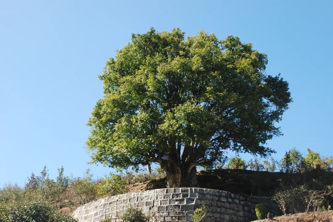 云南这些"稀罕树",每棵都是宝|云南省_新浪财经_新浪网