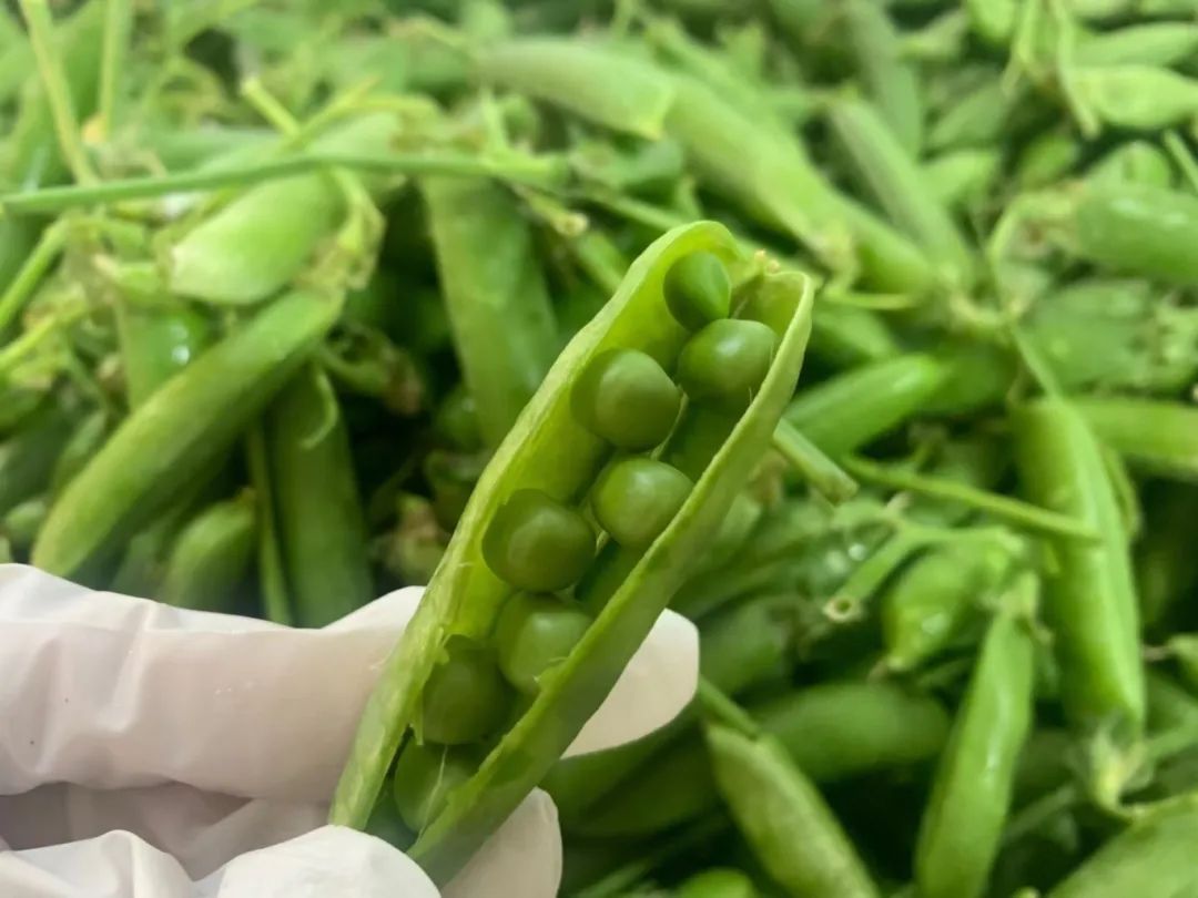 三月份上线!杭州人有杭州人的叫法,你爱这口吗|豌豆_新浪财经_新浪网