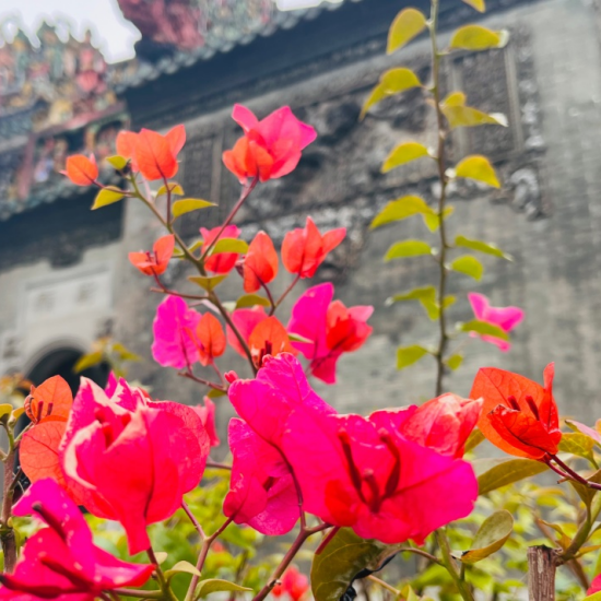 我心"植"有你,独属一号线的浪漫繁花之旅(互动有礼)|广州市_新浪财经