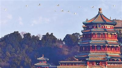 候鸟北归"先头部队"飞抵海淀|昆明湖_新浪财经_新浪网
