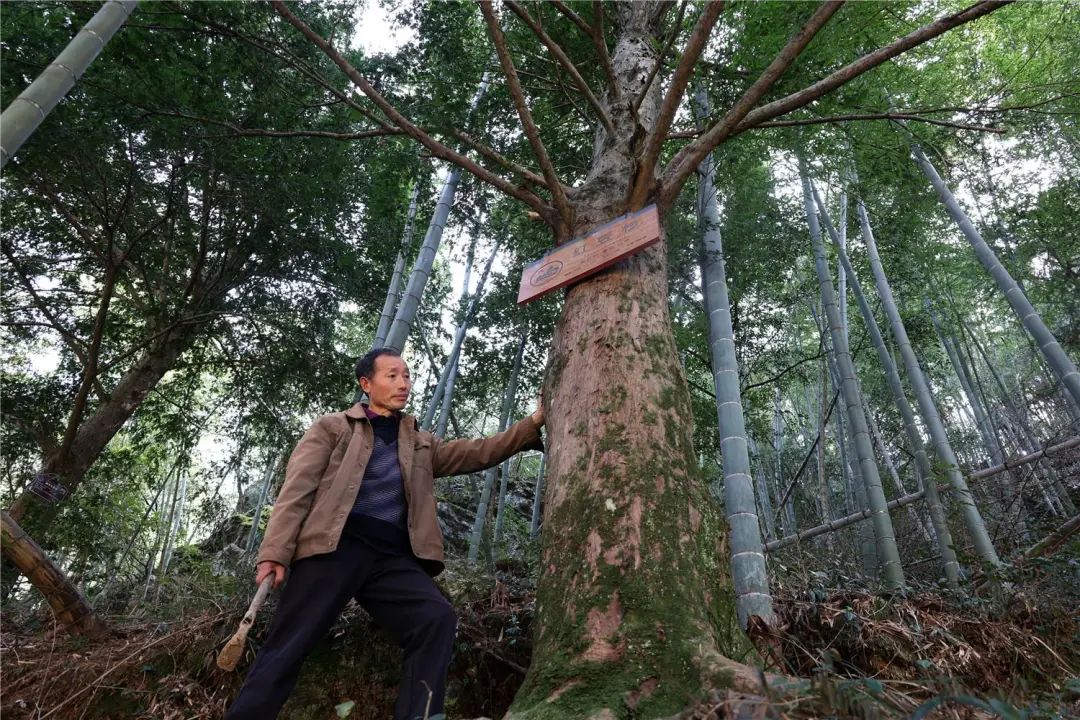 四代人守望红豆杉|村民_新浪财经_新浪网